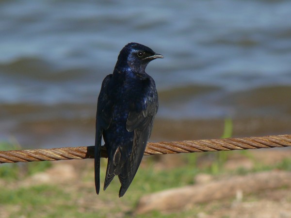 purple martins