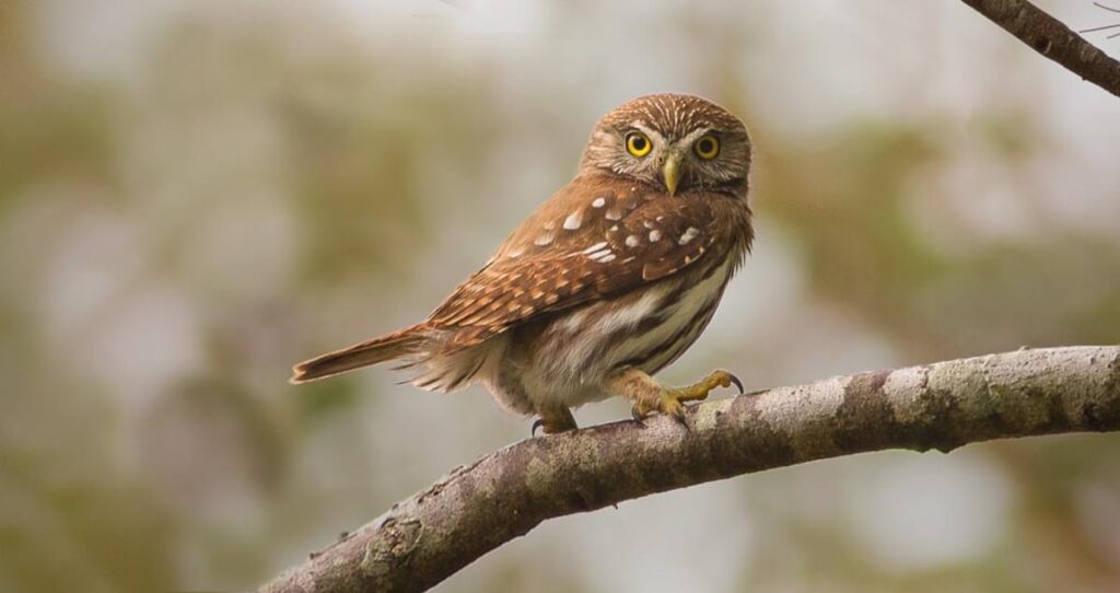pygmy owl