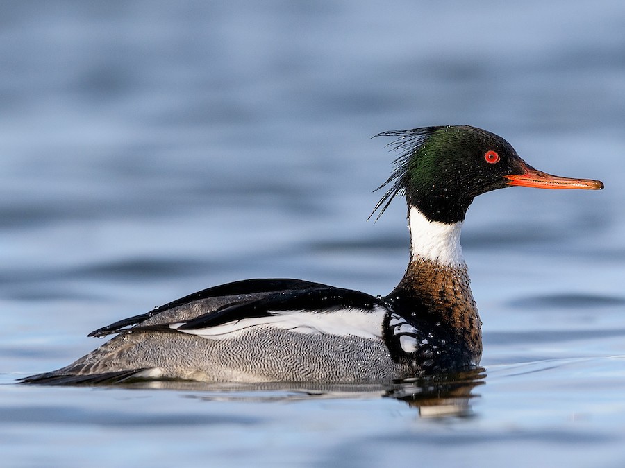 red breasted merganser
