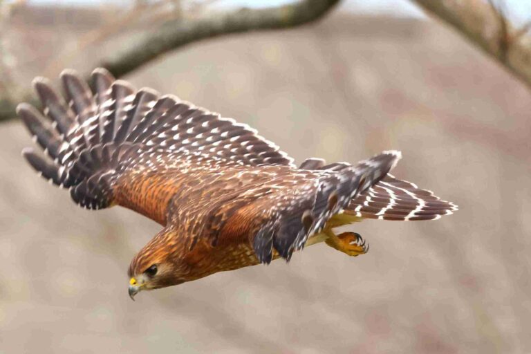 Red-Shouldered Hawk Bird
