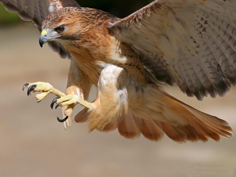 redhawk