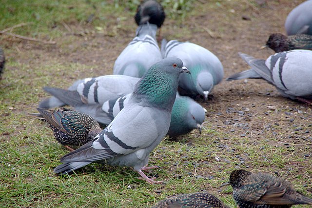 rock dove