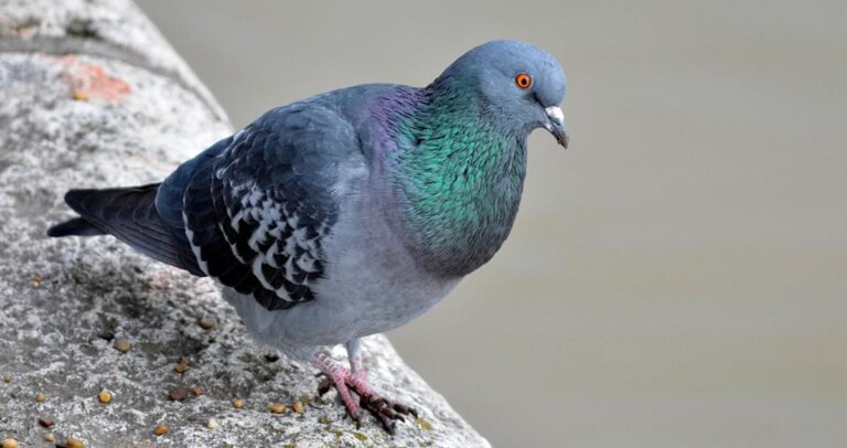 rock pigeon