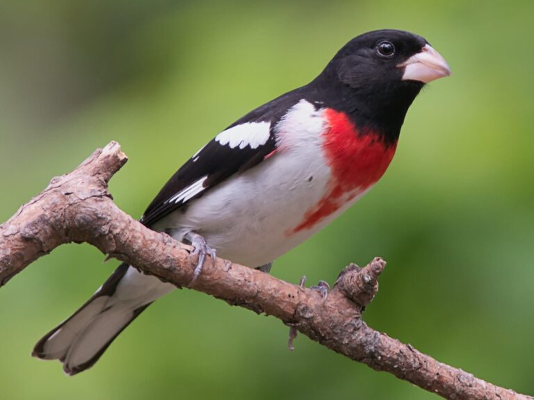 rose-breasted grosbeak
