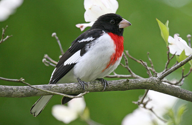 rose breasted grosebeak