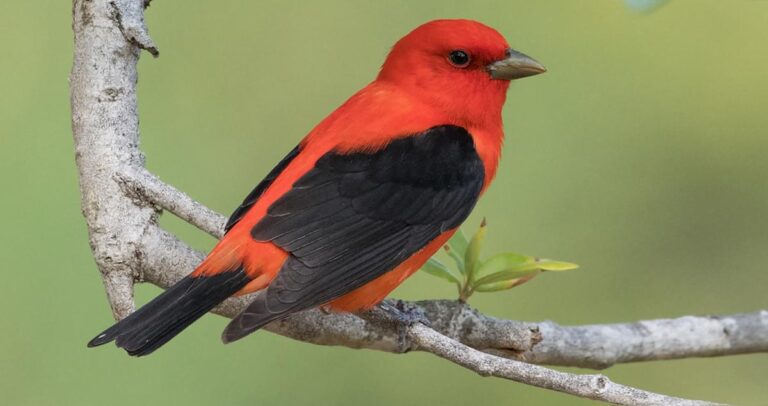 scarlet tanager bird