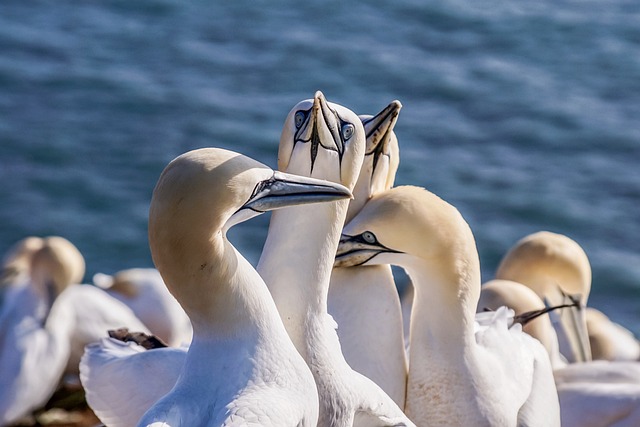 sea birds