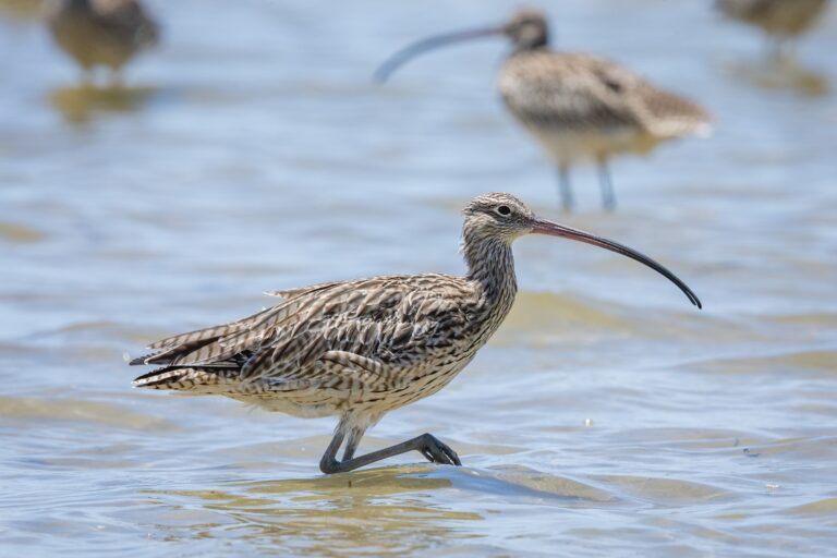 shorebirds