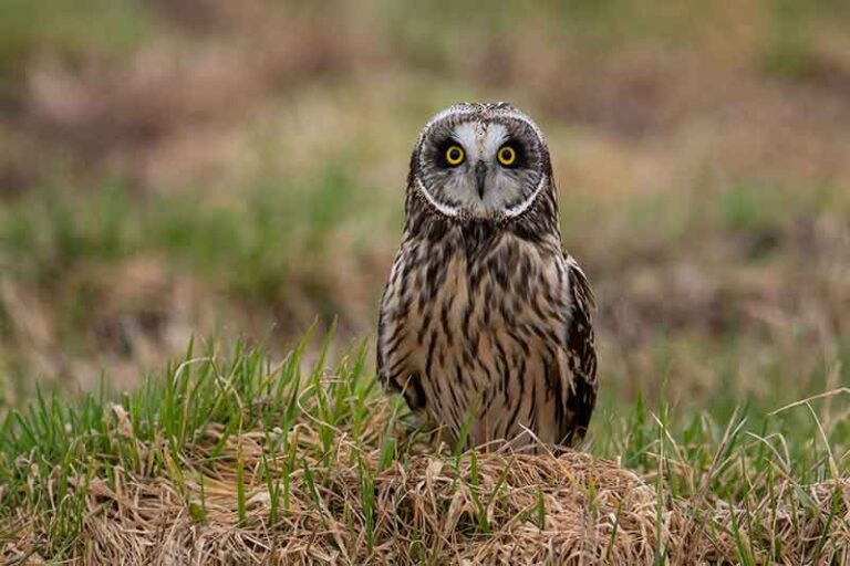 short eared owl