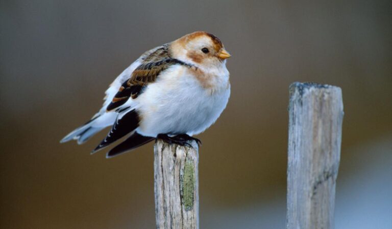 snow bunting
