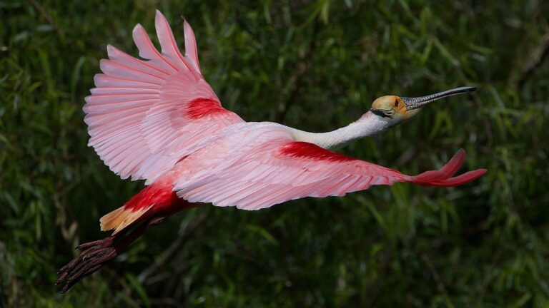 spoonbill bird