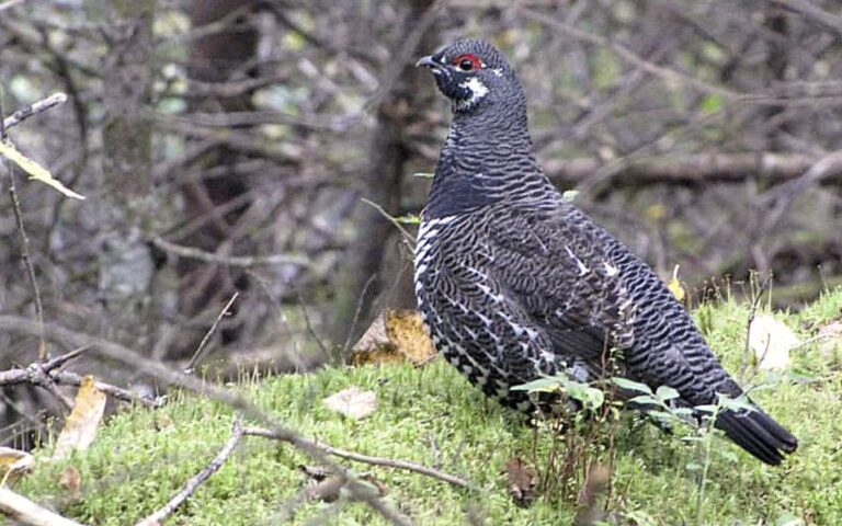 spruce grouse