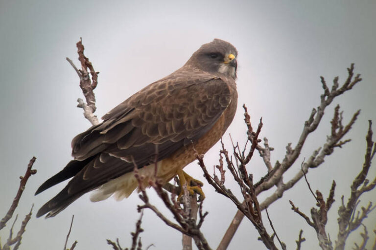 swainson’s hawk