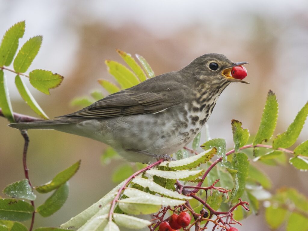 swainson’s thrush