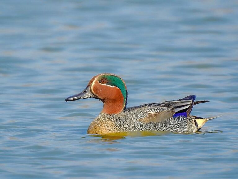 teal duck