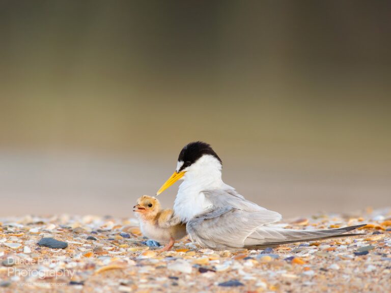 terns
