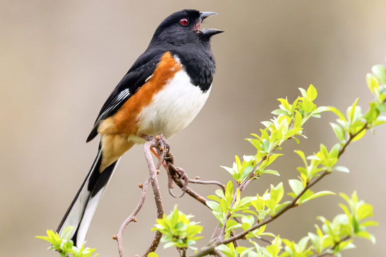 towhee