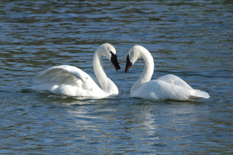 trumpeter swans