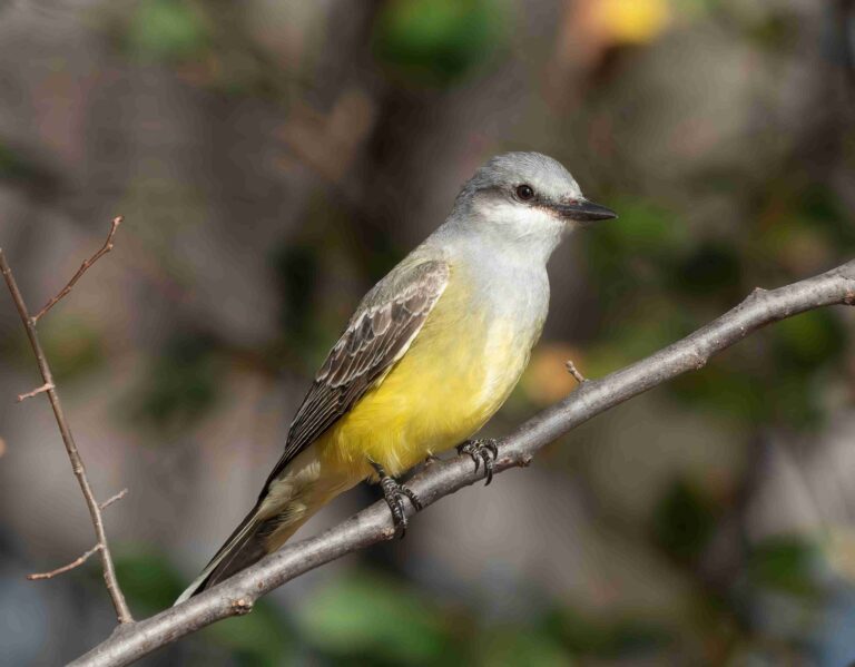 western kingbird