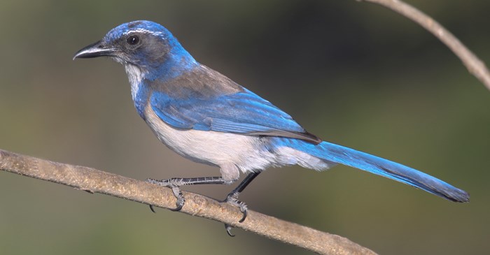 western scrub jay