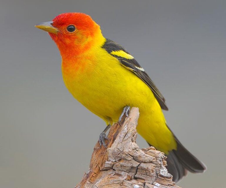 western tanager bird