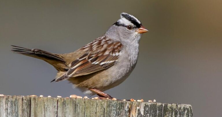 white-crowned sparrows