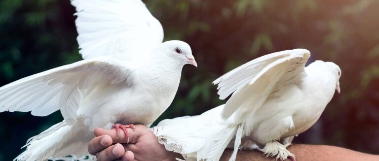 white doves
