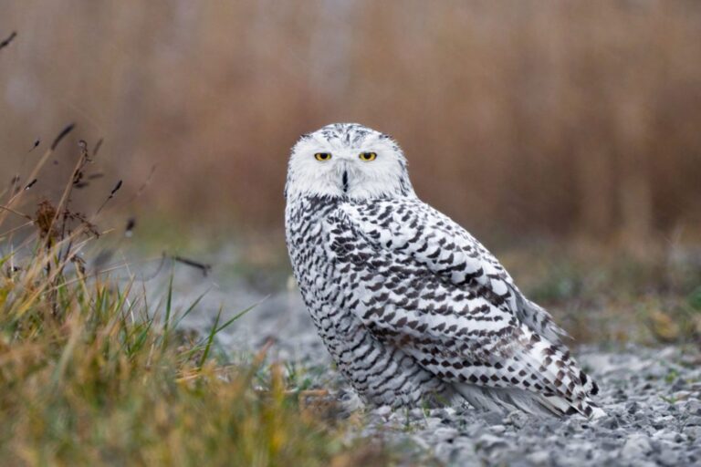 white owls