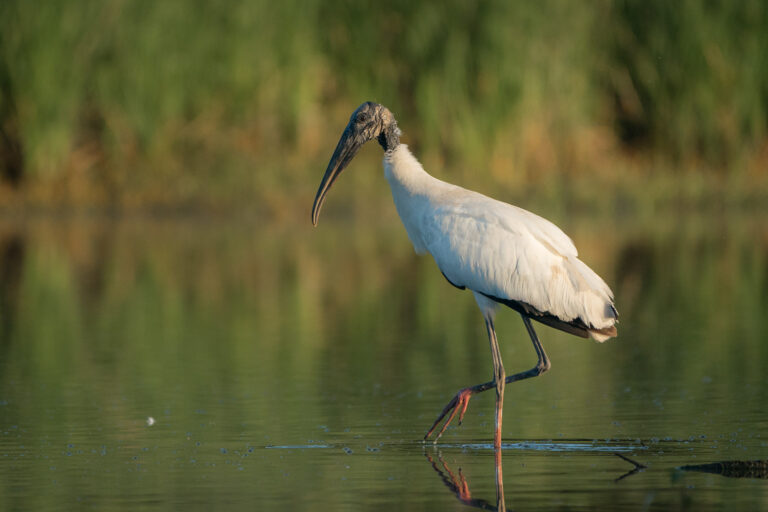 wood stork