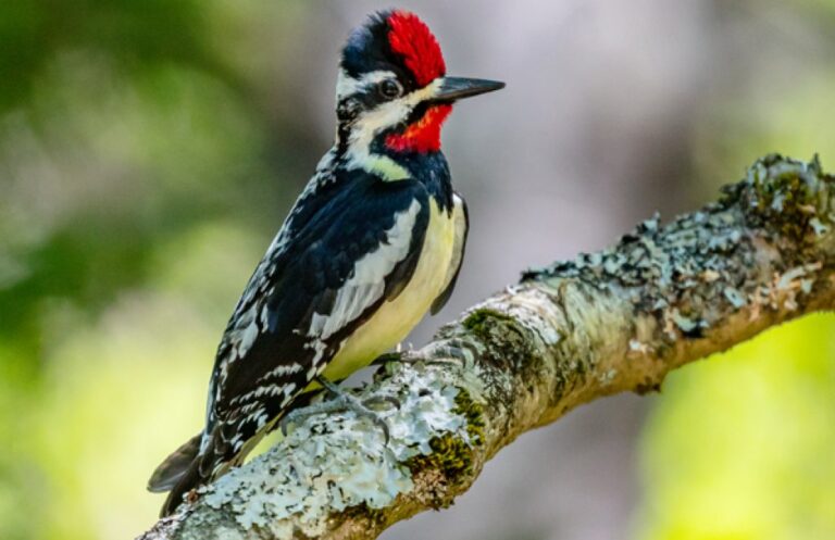 yellow-bellied sapsucker