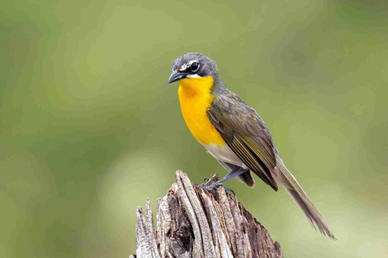yellow breasted chat