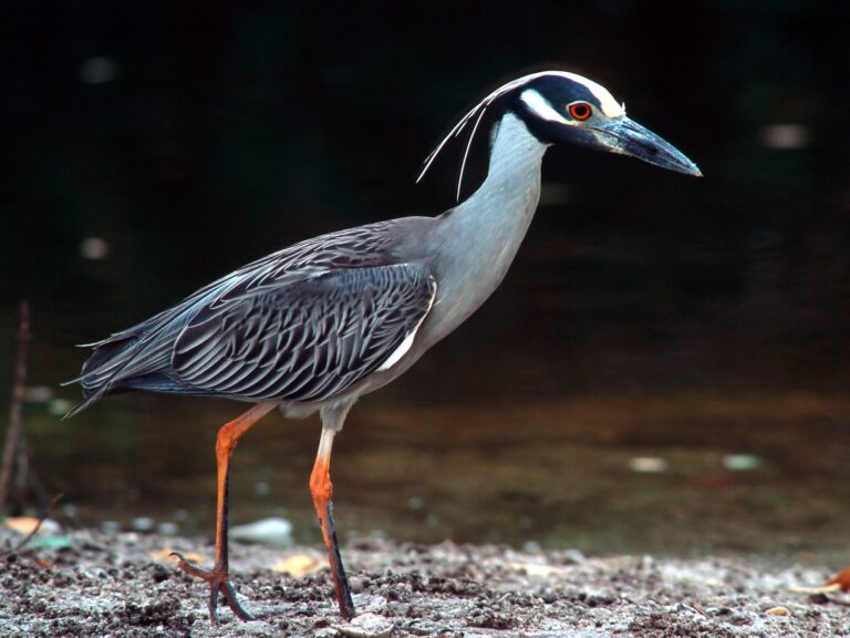 yellow crowned night heron