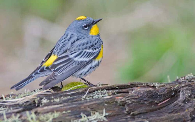 yellow rumped wabler
