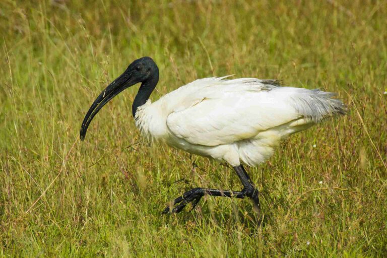 Black-headed Ibis