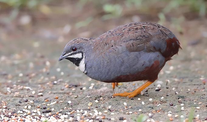 Blue-breasted Quail
