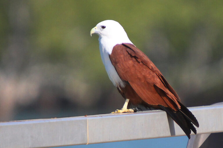 Brahminy Kite