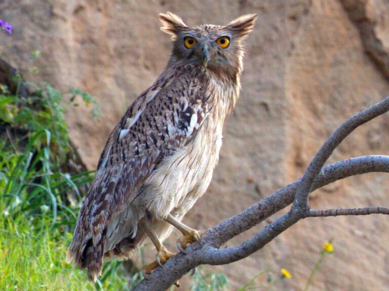 Brown Fish Owl