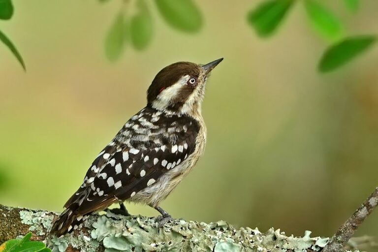 Brown-capped Pygmy Woodpecker