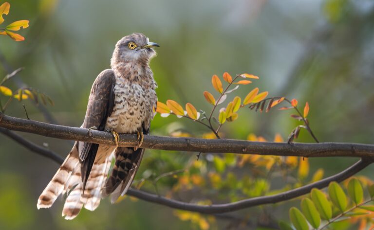 Common Hawk Cuckoo
