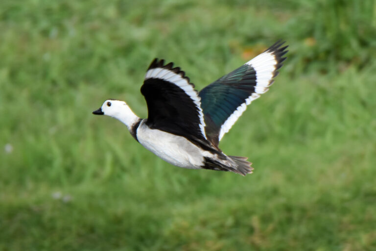 Cotton Pigmy-goose