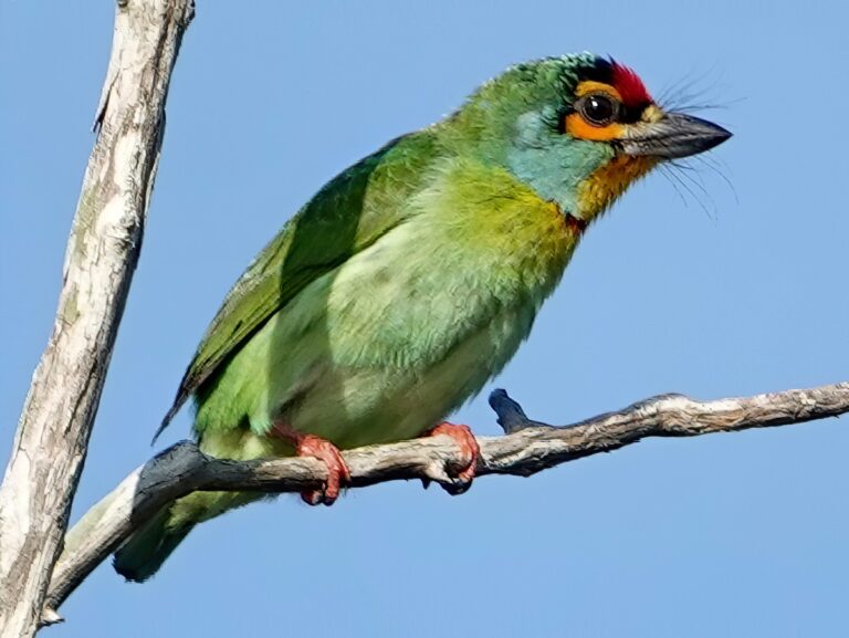 Crimson-fronted Barbet