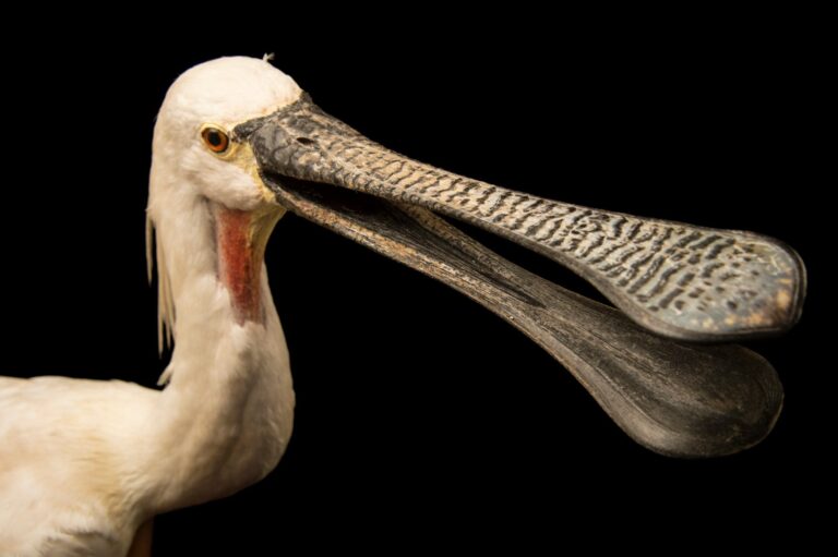 Eurasian Spoonbill