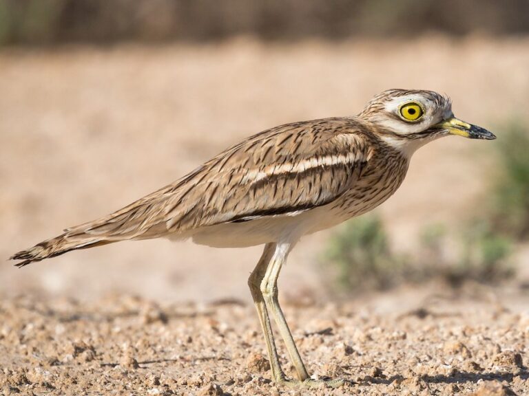 Eurasian Thick-knee