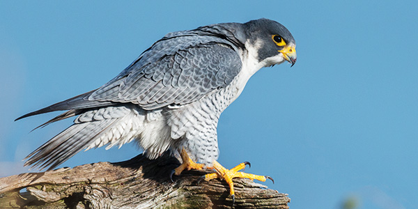 Falcons