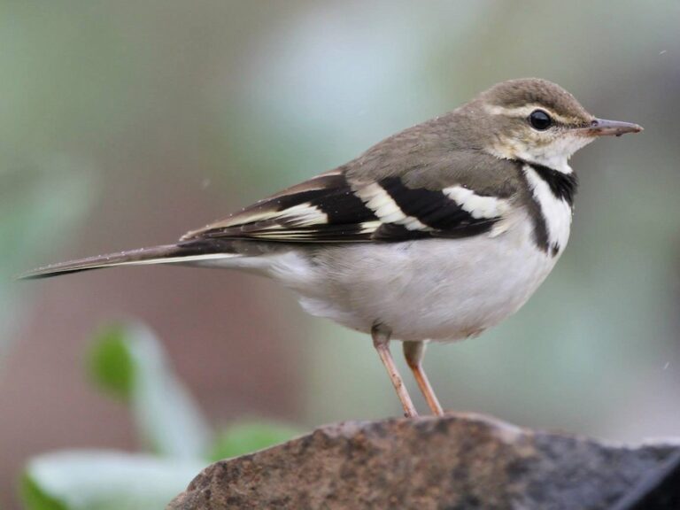 Forest Wagtail