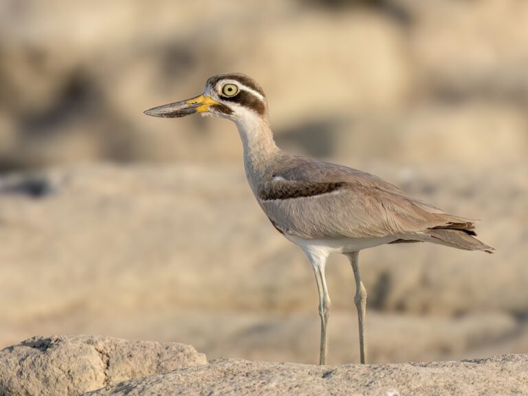 Great Thick-knee