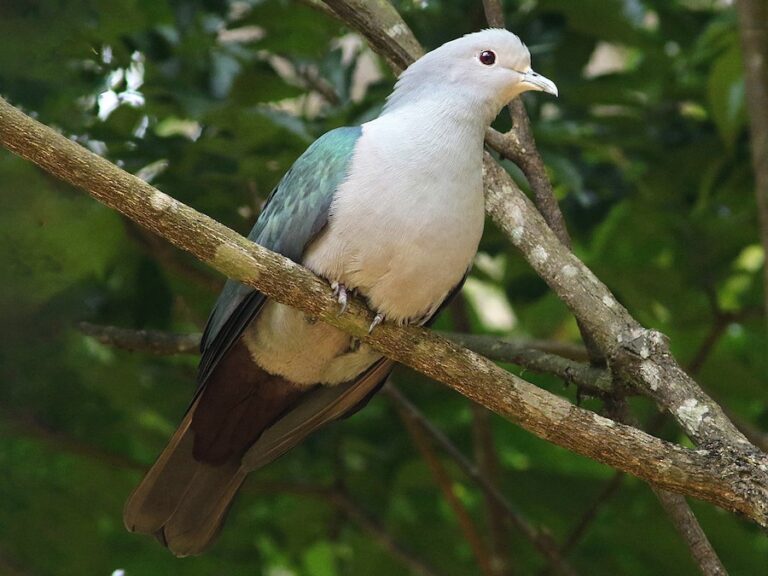 Green Imperial Pigeon