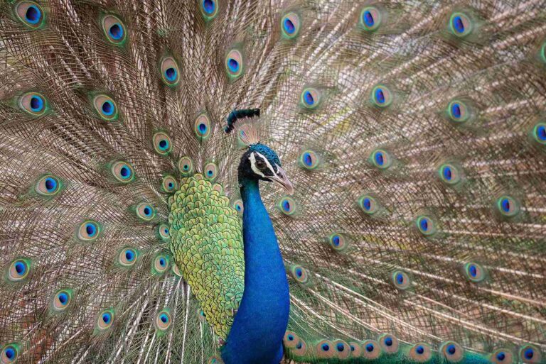 Indian Peafowl