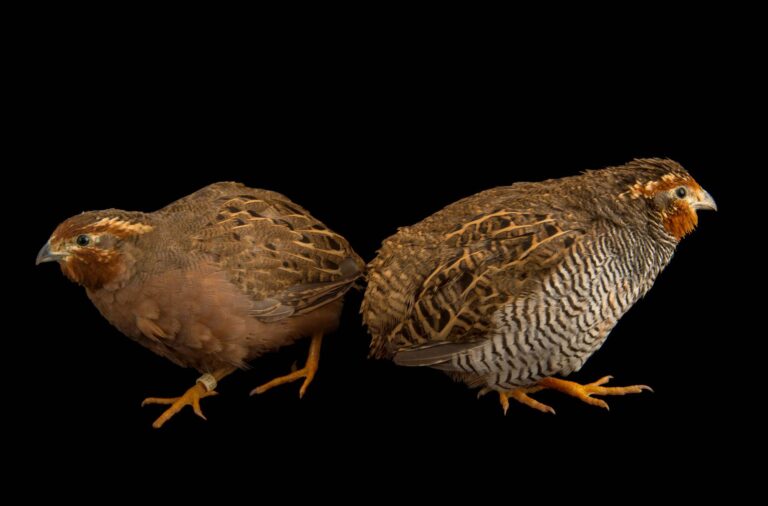 Jungle Bush Quail