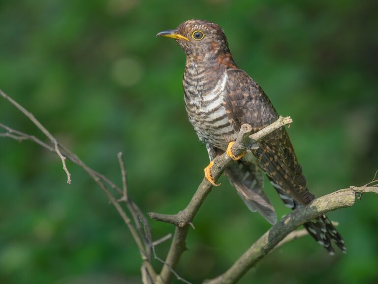 Lesser Cuckcoo